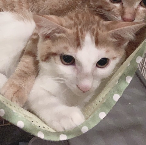 4319B3EA-C43E-4794-99B4-A505843D5963