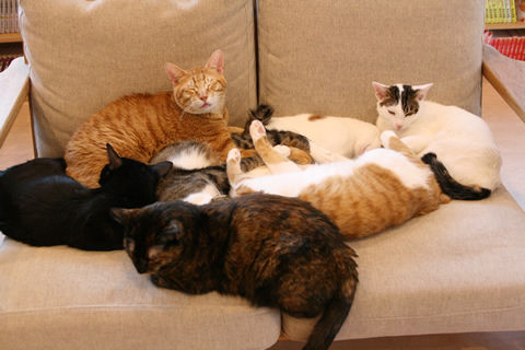 猫式ブログ～里親募集型猫カフェ