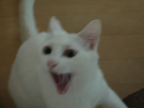 猫式ブログ~里親募集型猫カフェ