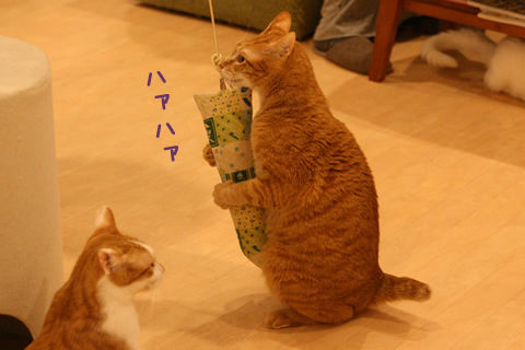 猫式ブログ～里親募集型猫カフェ