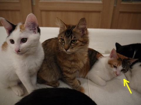 猫式ブログ~里親募集型猫カフェ