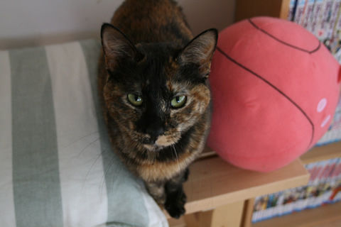 猫式ブログ～里親募集型猫カフェ