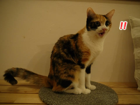 猫式ブログ~里親募集型猫カフェ
