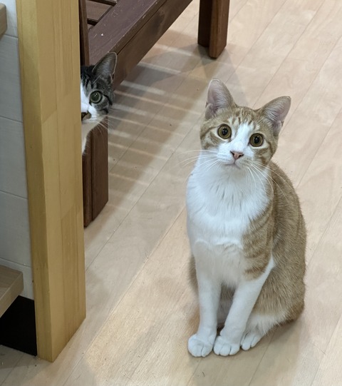 C10F0B87-CD30-4770-96ED-C838DA0C2909