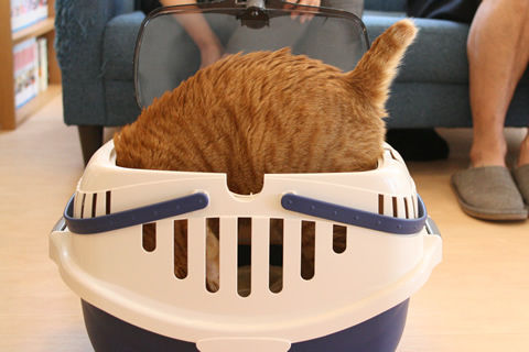 猫式ブログ~里親募集型猫カフェ