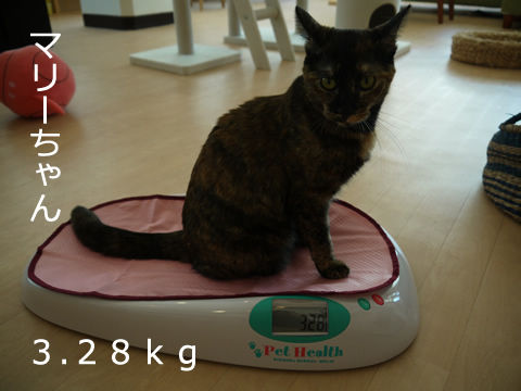 猫式ブログ~里親募集型猫カフェ