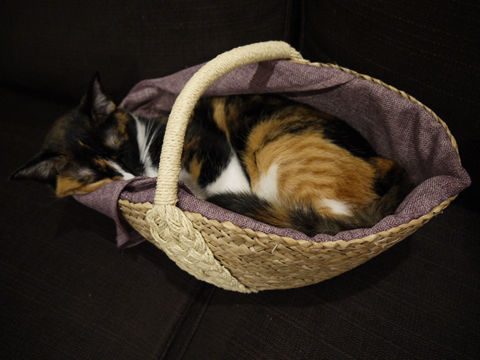 猫式ブログ~里親募集型猫カフェ