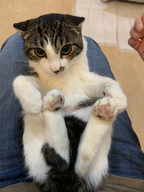 ビビリ猫 石動 と仲良くなろう作戦 猫式ブログ 里親募集型猫カフェ