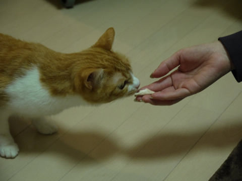 猫式ブログ~里親募集型猫カフェ