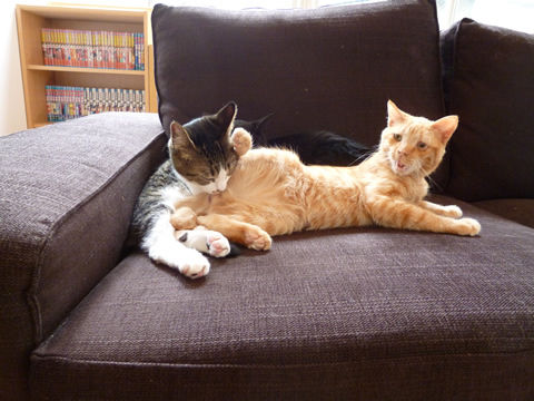 猫式ブログ