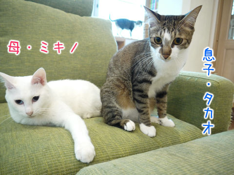 猫式ブログ~里親募集型猫カフェ