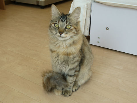 猫式ブログ~里親募集型猫カフェ