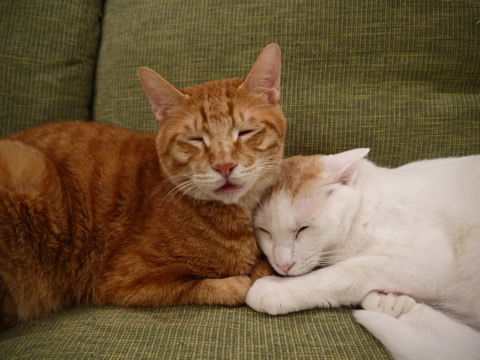 猫式ブログ～里親募集型猫カフェ