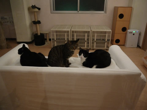猫式ブログ~里親募集型猫カフェ