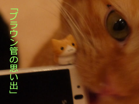 猫式ブログ~里親募集型猫カフェ