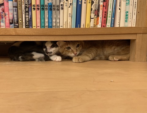 1366AA21-B3B6-46F2-905E-644CAC75832B