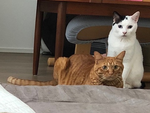 0BA62882-9CF7-4E2F-A6D8-8E5B255F4A2B