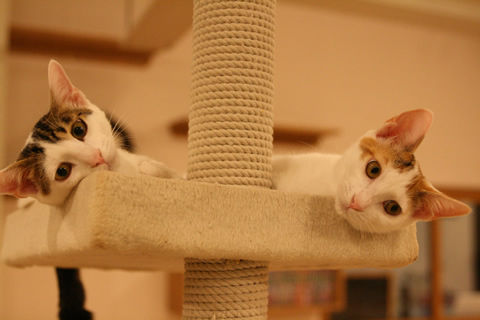 猫式ブログ～里親募集型猫カフェ