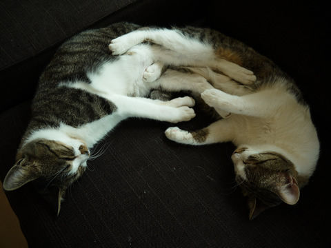 猫式ブログ~里親募集型猫カフェ