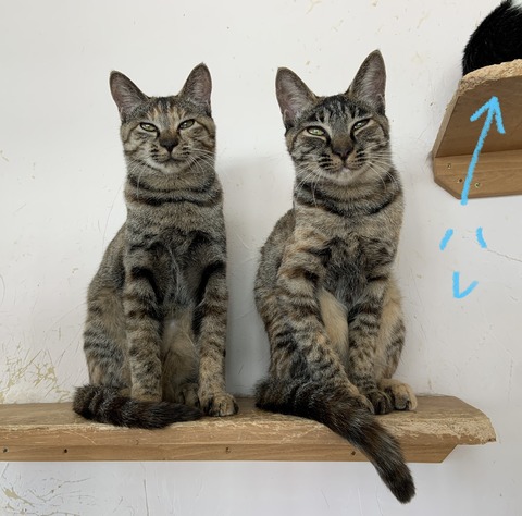 0093A69A-B0DA-4F15-A477-4D5684868DCD