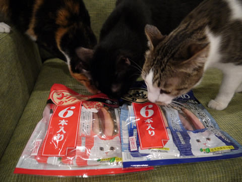 猫式ブログ～里親募集型猫カフェ