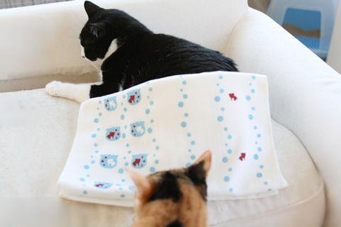 猫式ブログ～里親募集型猫カフェ