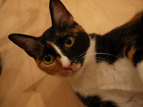 猫式ブログ~里親募集型猫カフェ