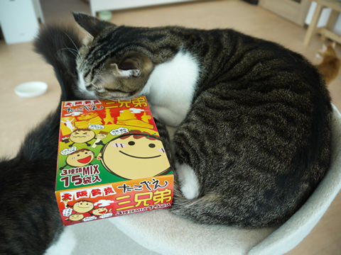 猫式ブログ~里親募集型猫カフェ