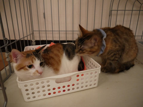猫式ブログ～里親募集型猫カフェ
