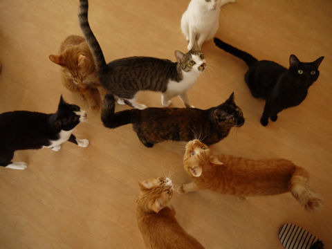 猫式ブログ～里親募集型猫カフェ