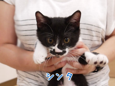 猫式ブログ~里親募集型猫カフェ