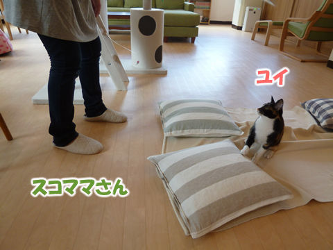 猫式ブログ