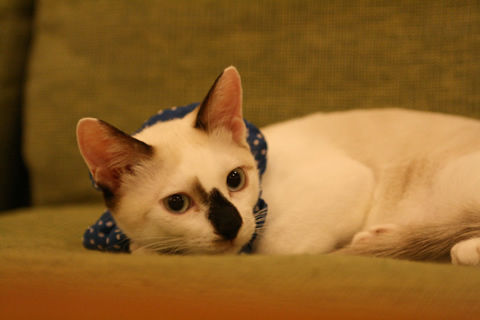 猫式ブログ～里親募集型猫カフェ