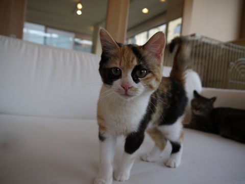 猫式ブログ