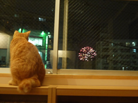 猫式ブログ~里親募集型猫カフェ
