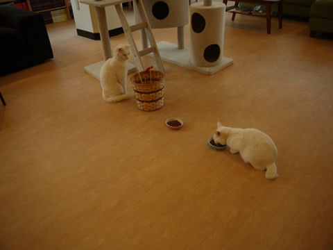 猫式ブログ～里親募集型猫カフェ