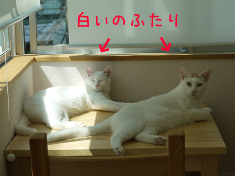 猫式ブログ~里親募集型猫カフェ