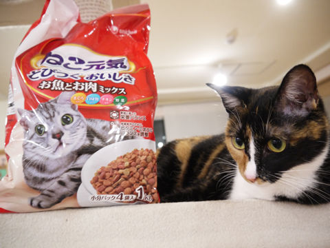 猫式ブログ~里親募集型猫カフェ