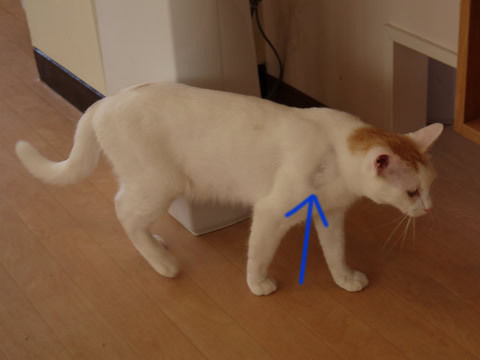 猫式ブログ~里親募集型猫カフェ