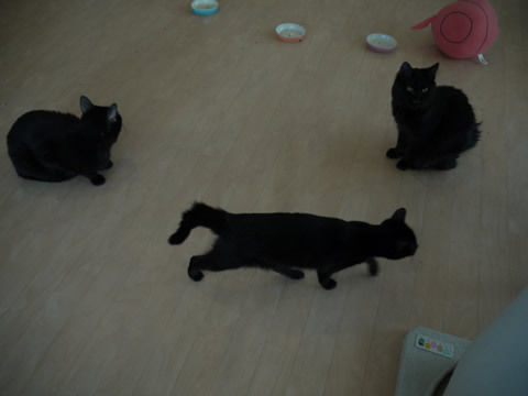 猫式ブログ~里親募集型猫カフェ