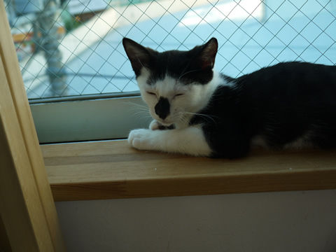 猫式ブログ~里親募集型猫カフェ