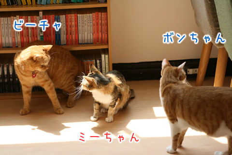 猫式ブログ~里親募集型猫カフェ