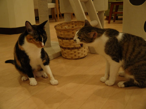 猫式ブログ~里親募集型猫カフェ