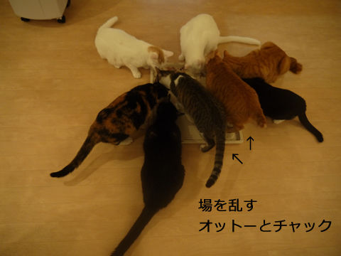 猫式ブログ～里親募集型猫カフェ