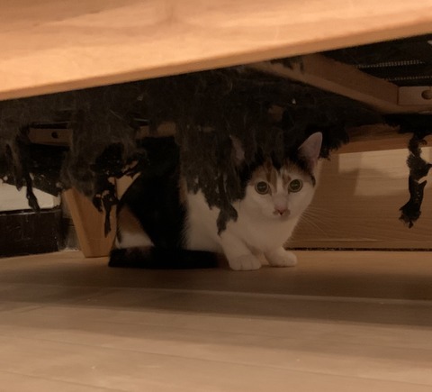 BF9EA367-26C2-4EF6-8C42-7B46BFF70703