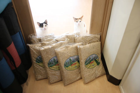 20190213_ぼっちゃんの相方さん