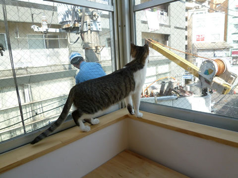 猫式ブログ