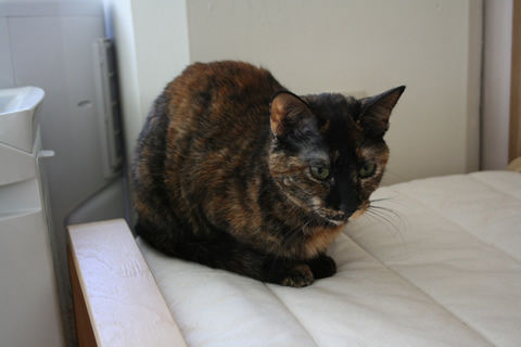 猫式ブログ～里親募集型猫カフェ