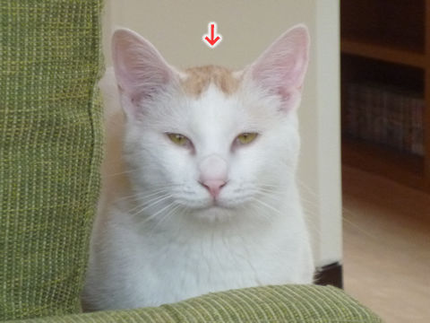 猫式ブログ~里親募集型猫カフェ