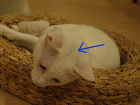 猫式ブログ~里親募集型猫カフェ